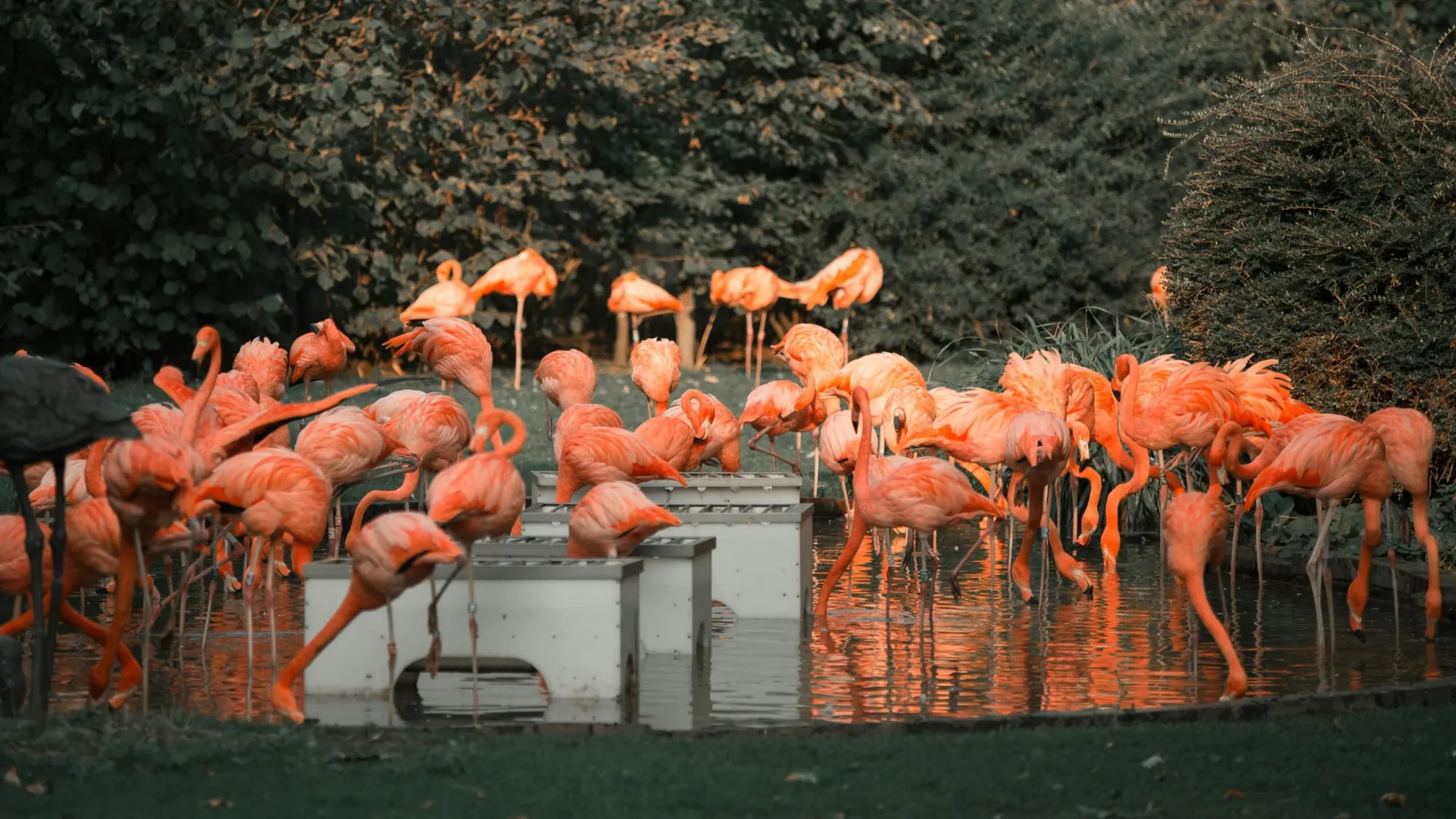 Bioparc de Doué la Fontaine